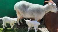Продается коза с 2 козлятами (девочки)