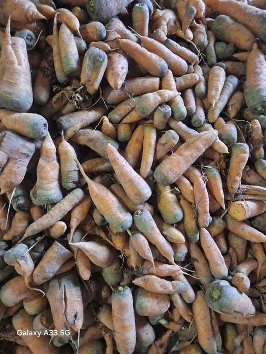 Моллик сабзи сотилади.