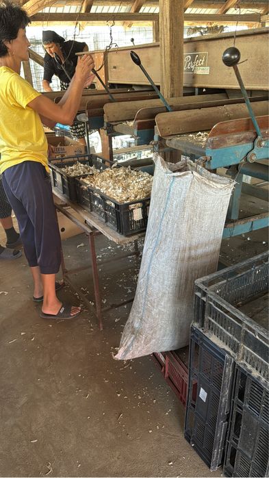 vand usturoi de primavara