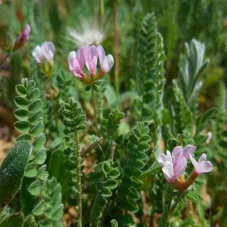 Seminte plante melifere fixatoare de azot: facelia, trifoi, sparceta