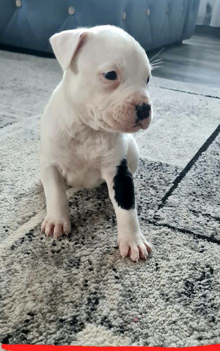 American Staffordshire Terrier