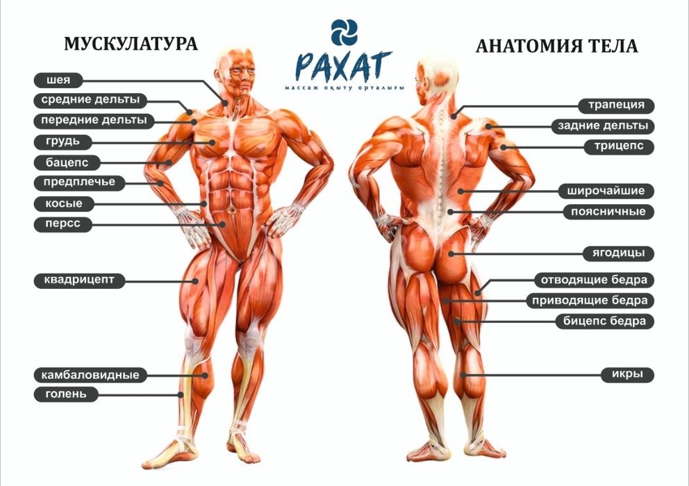 Ақтөбе. Курсы массажа. Массаж оқыту орталығы