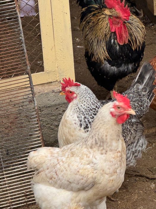 Продам курицу по 2500