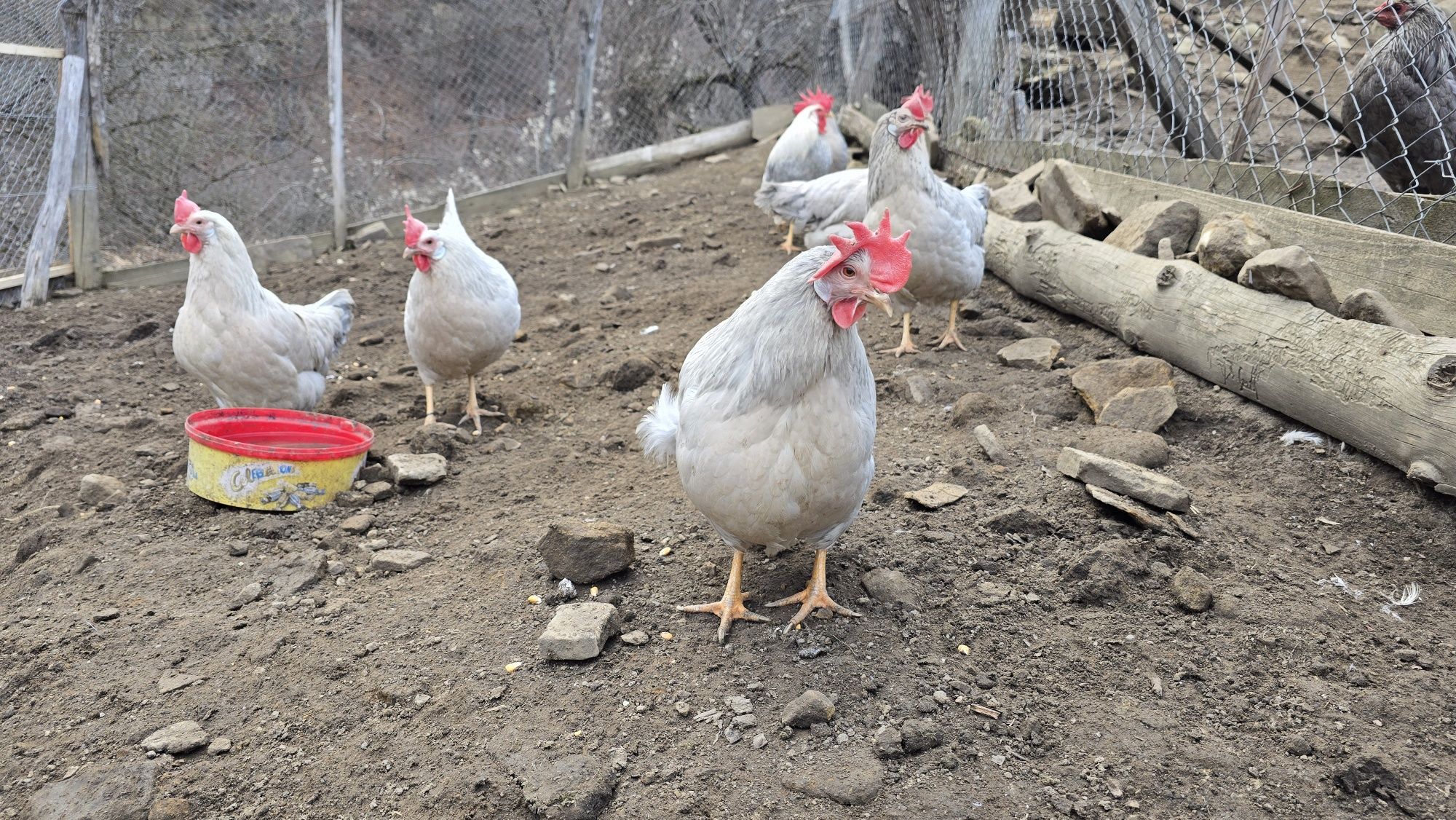 Italiana perlat (lavanda, albastră) 6 gaini am si oua de vanzare și un