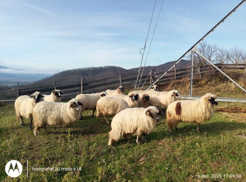 Vindem 11 bucăți ovine