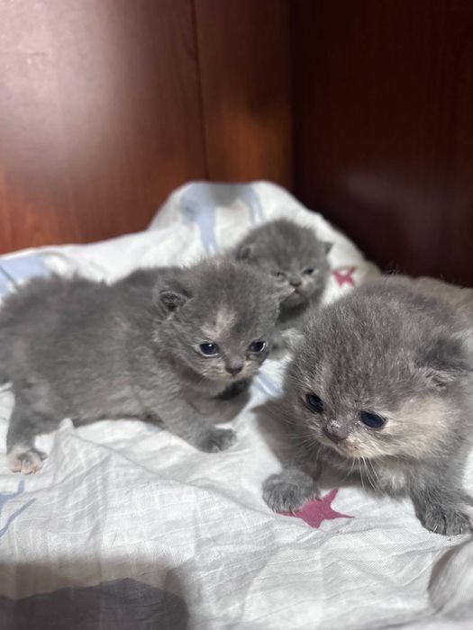 Котята скотиш страйт