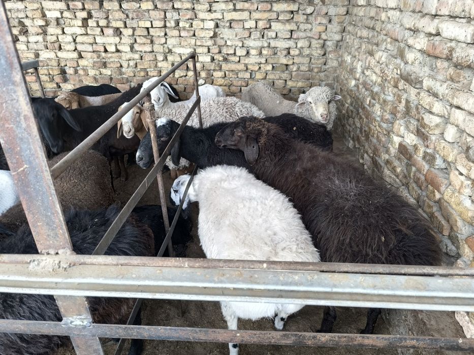 Кучкор куйлар сотилади хаммаси соглом уйда бокилган.