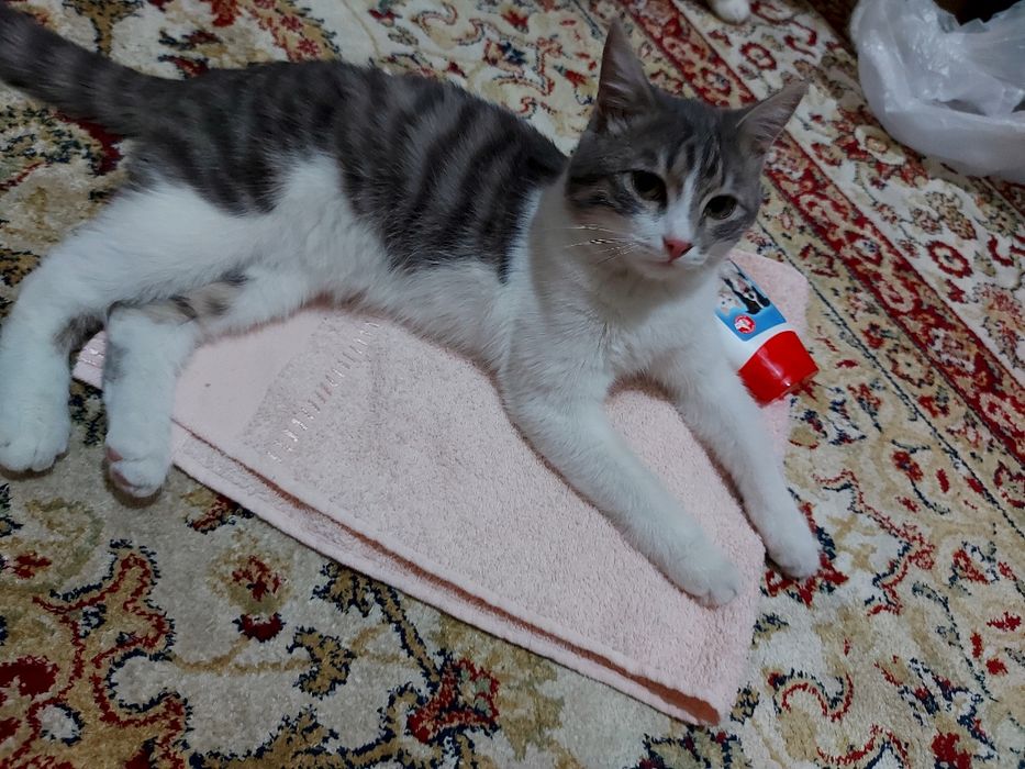 Отдам в добрые руки