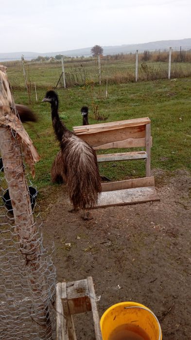 Vand 3 Struti Emu de 8 luni!