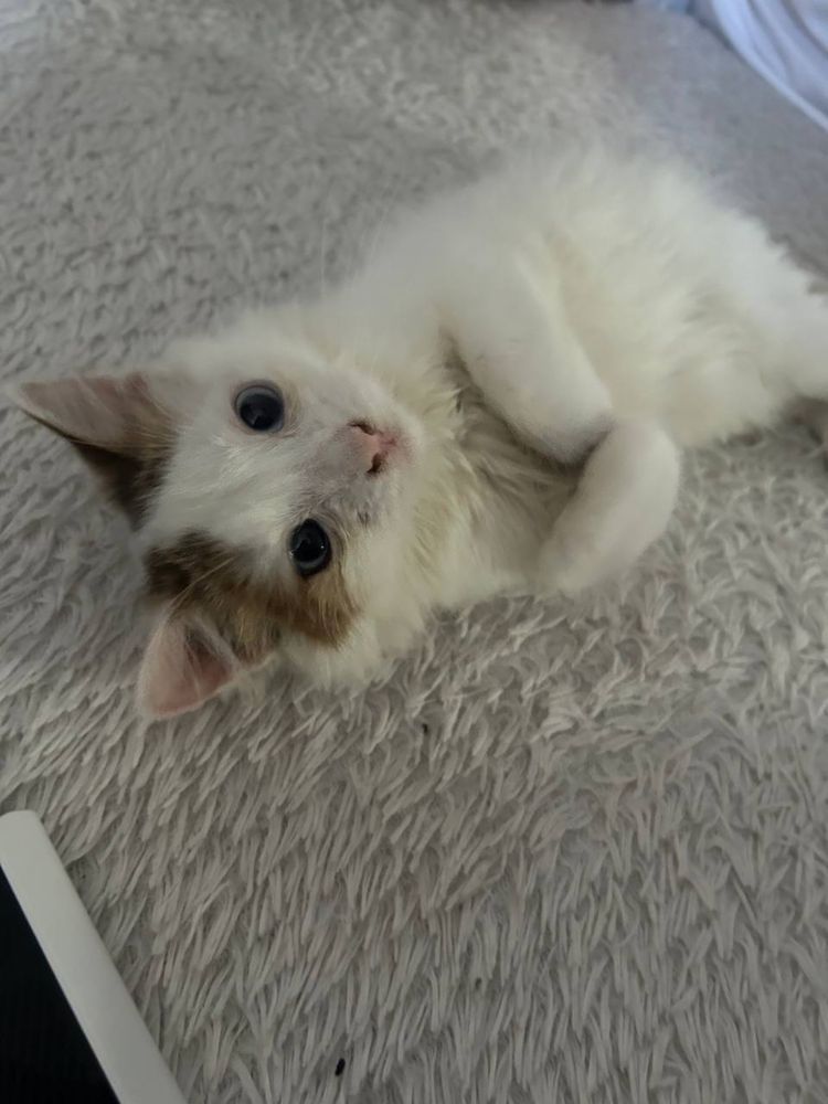 котенок в добрые руки