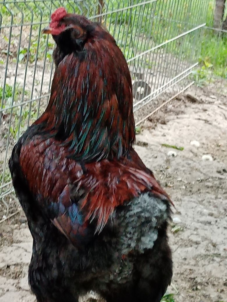 Oua găini araucana potarnichiu salbatic