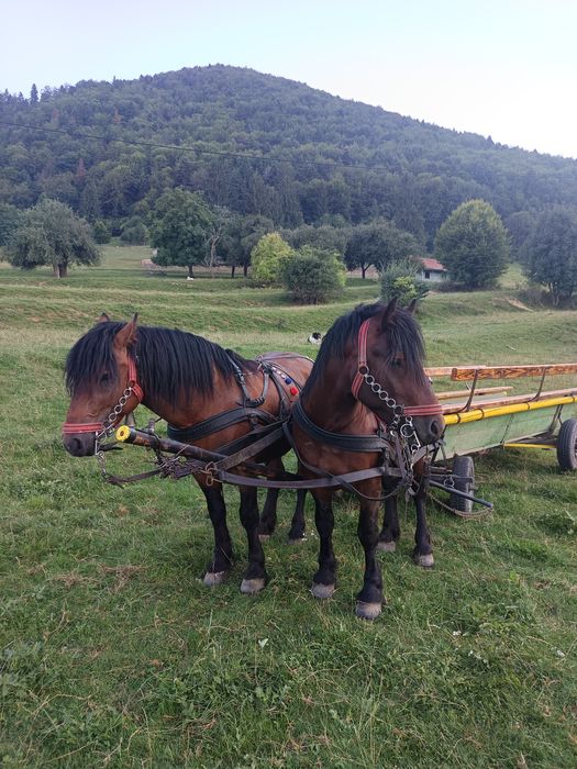 Mânz de vânzare  de doi ani