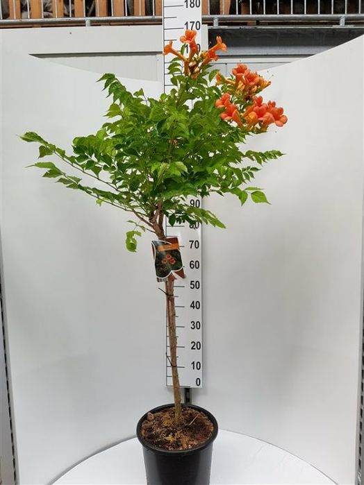 Trompeta chinezeasca pomisor