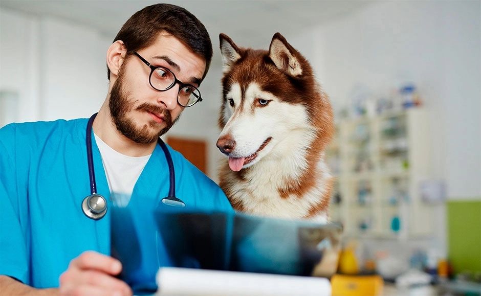 Veterinariya xizmati. Ветеринар врач