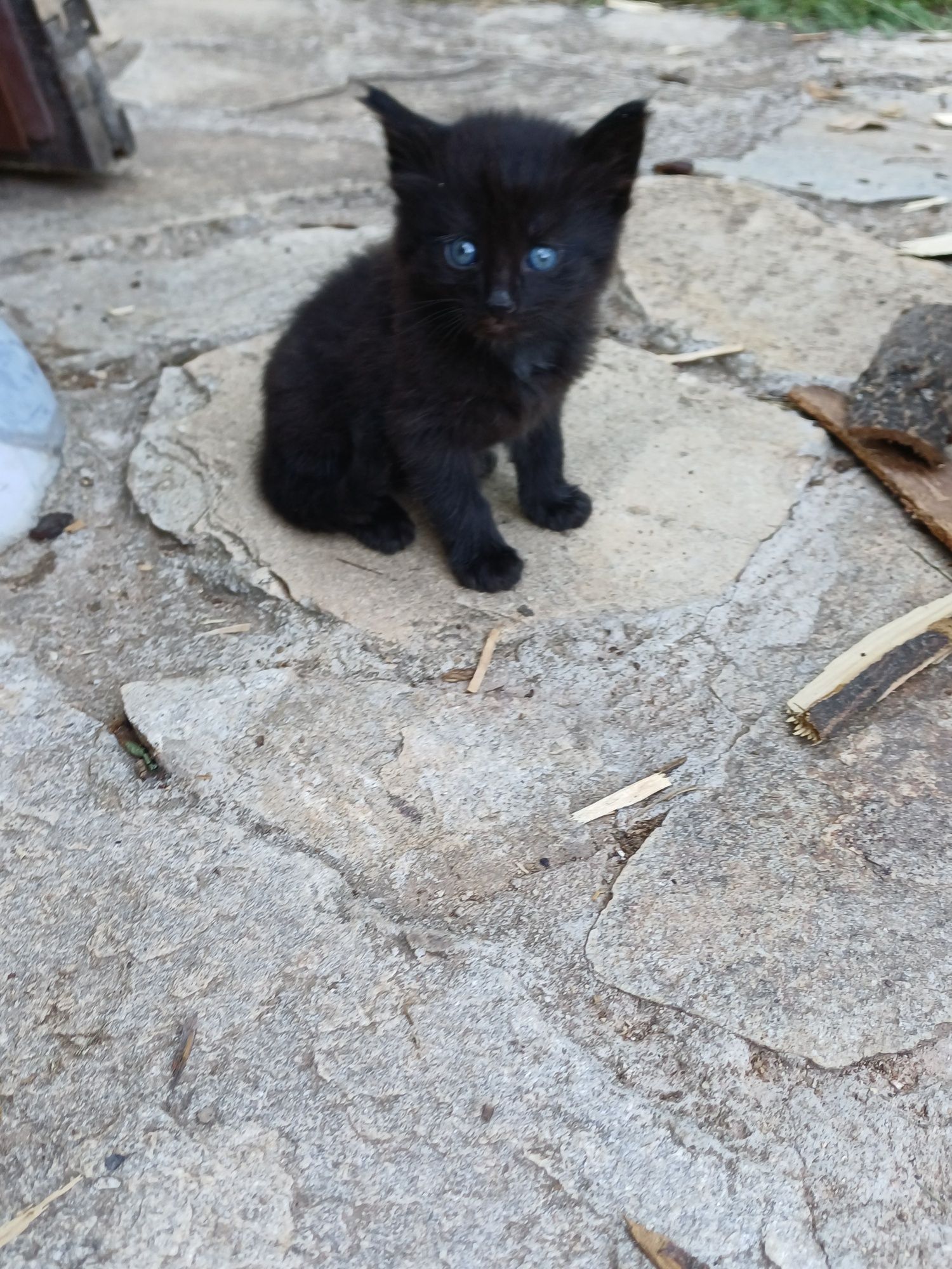 Подарявам котета