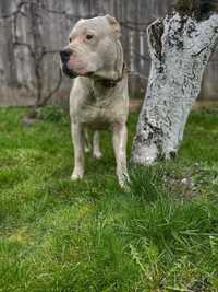 Dog argentinian