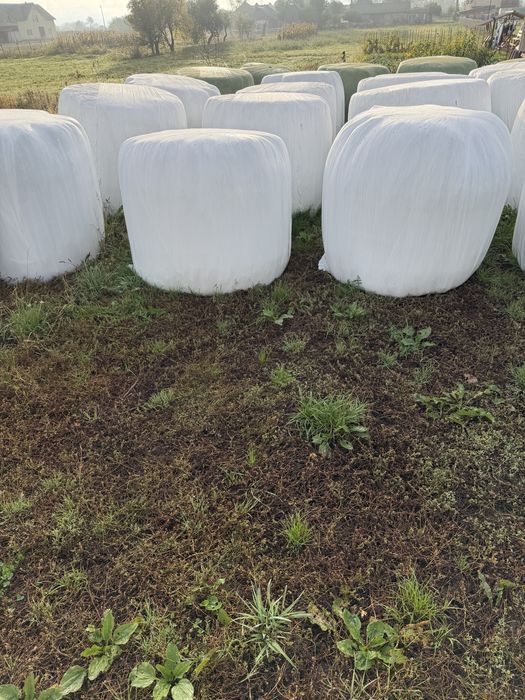 Baloti infoliati de lucernă.