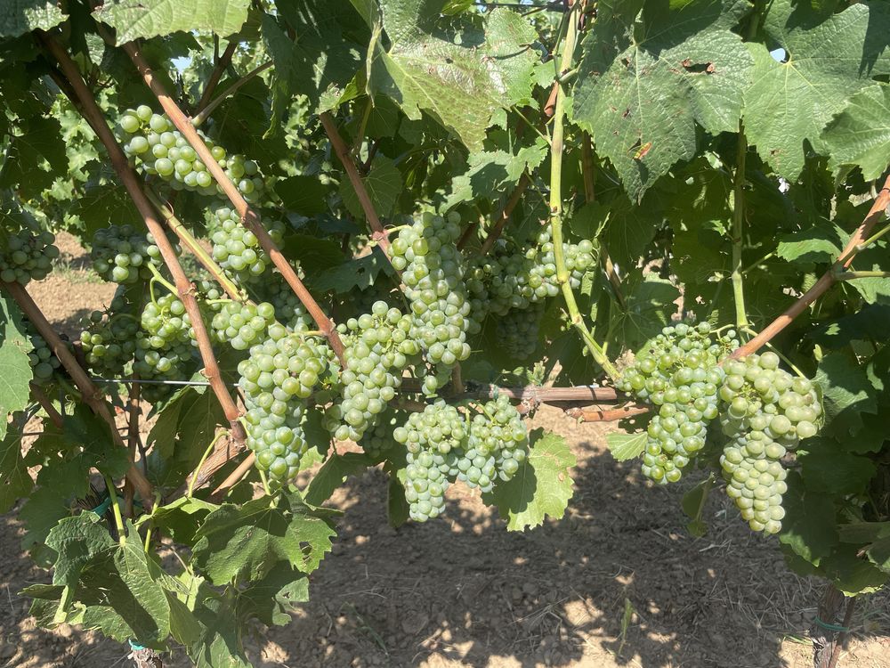 Vand struguri pt vin albi si rosii