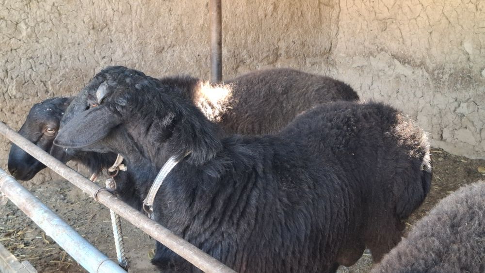 Qo ‘chqorla sotila