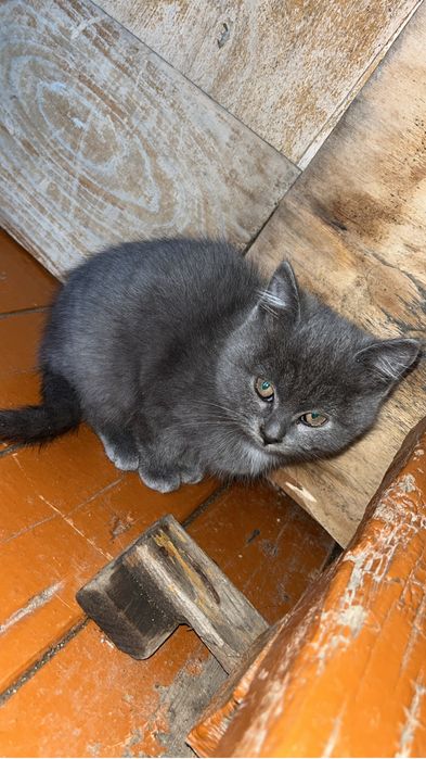 Спочно отдам котенка