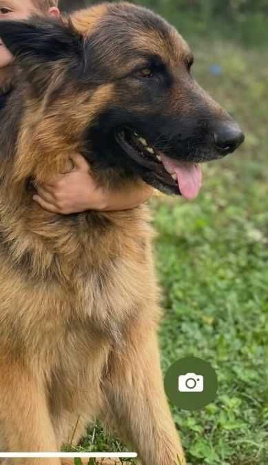 Мальчик немецкой Овчарки ищет себе невесту ( ВЯЗКА)