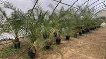 Phoenix Canariensis