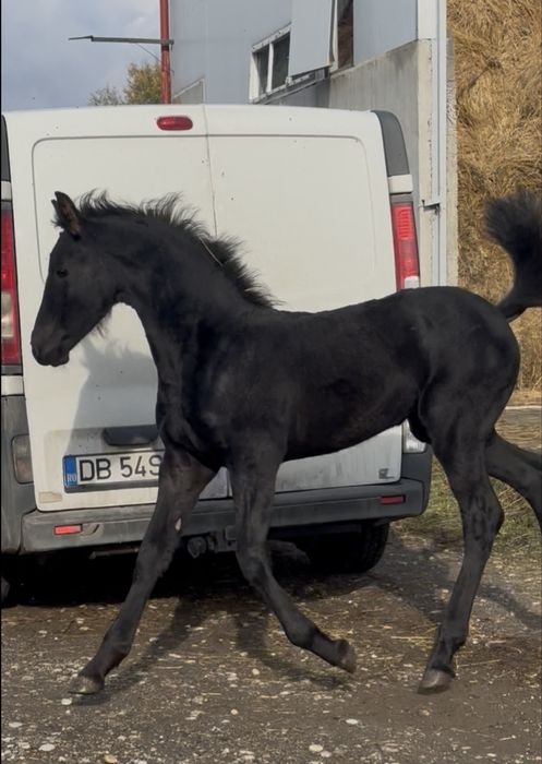 De vanzare manza frizian