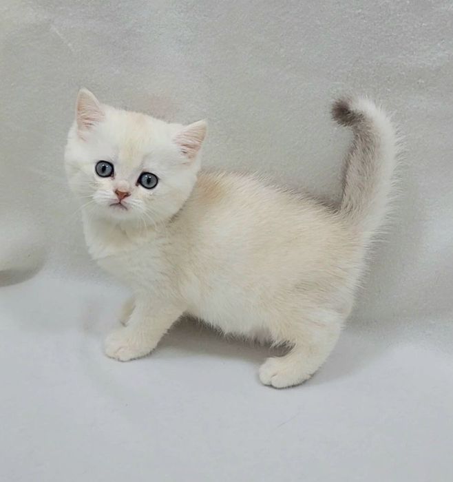 Scotish striyt Котенок, девочка