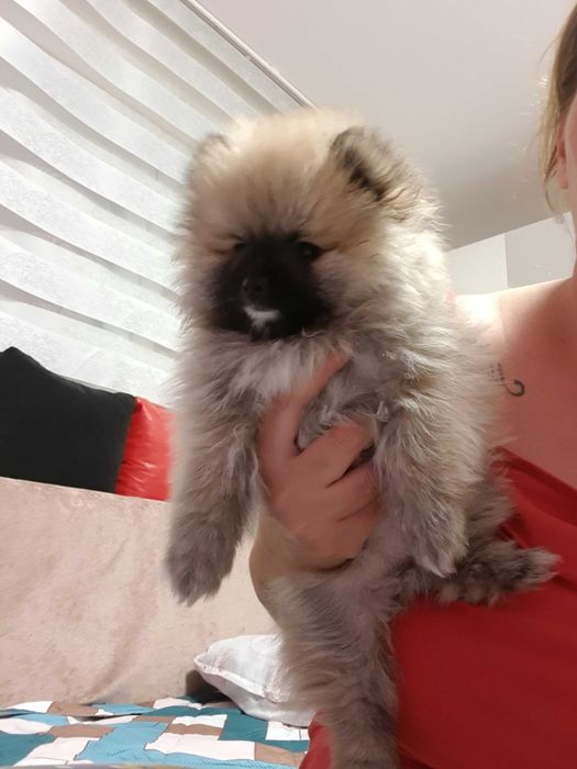 Померан момче и момиче