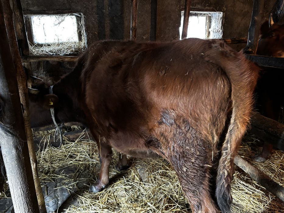 Продам первотелку