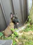 Ciobanesc belgian Malinois mascul cu pedigree