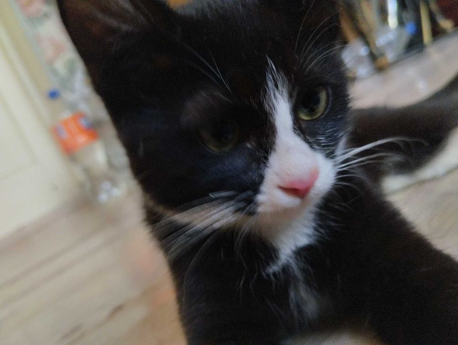 Биколорный котенок- девочка в ответственные руки