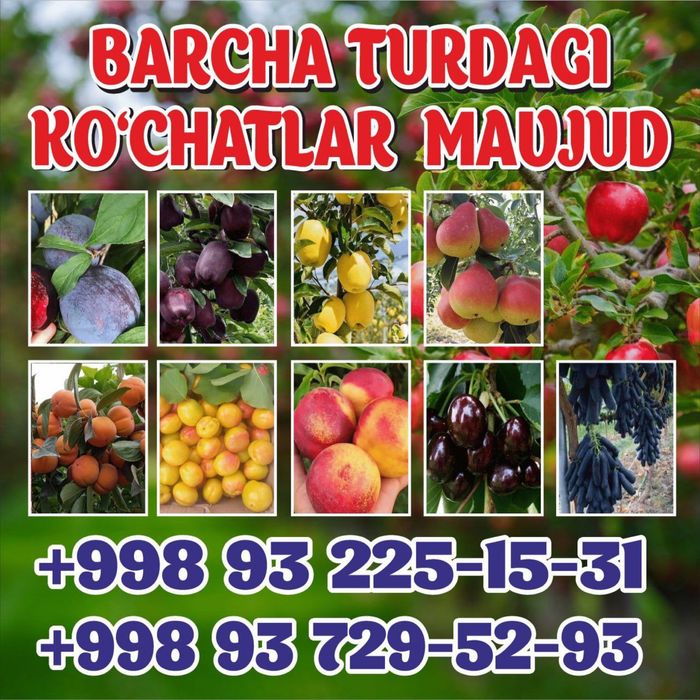 Mevali koʻchatlar