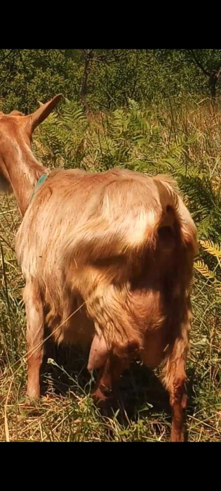 Vănd tapisori de 3 luni jumate frumoși din capre bune de lapte!