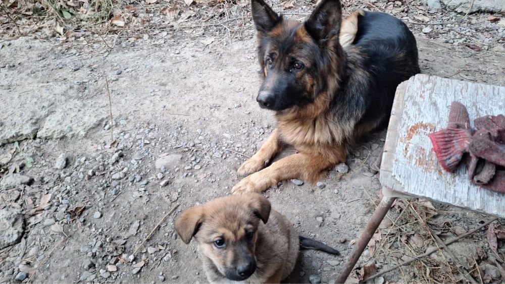 Отдам девочку помесь с овчаркой