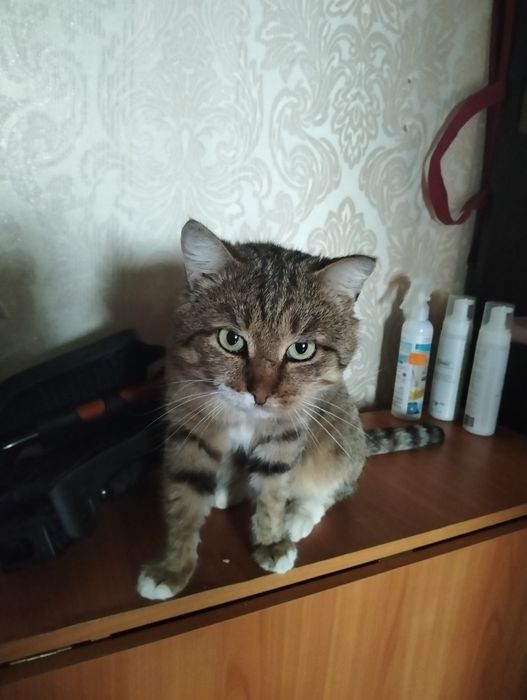 Отдаём котика в добрые руки