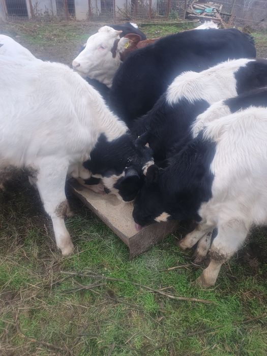 Vitei de vanzare viu sau taiat