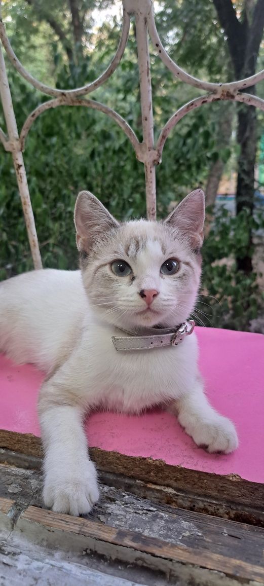 Пристраивается котенок-девочка