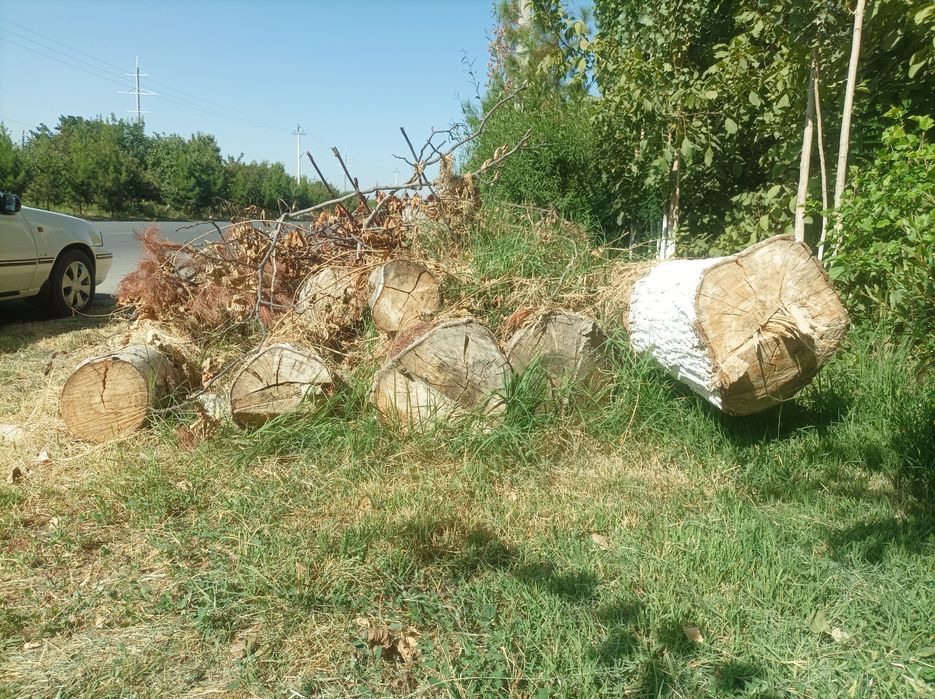 Terak .Терак сотилади