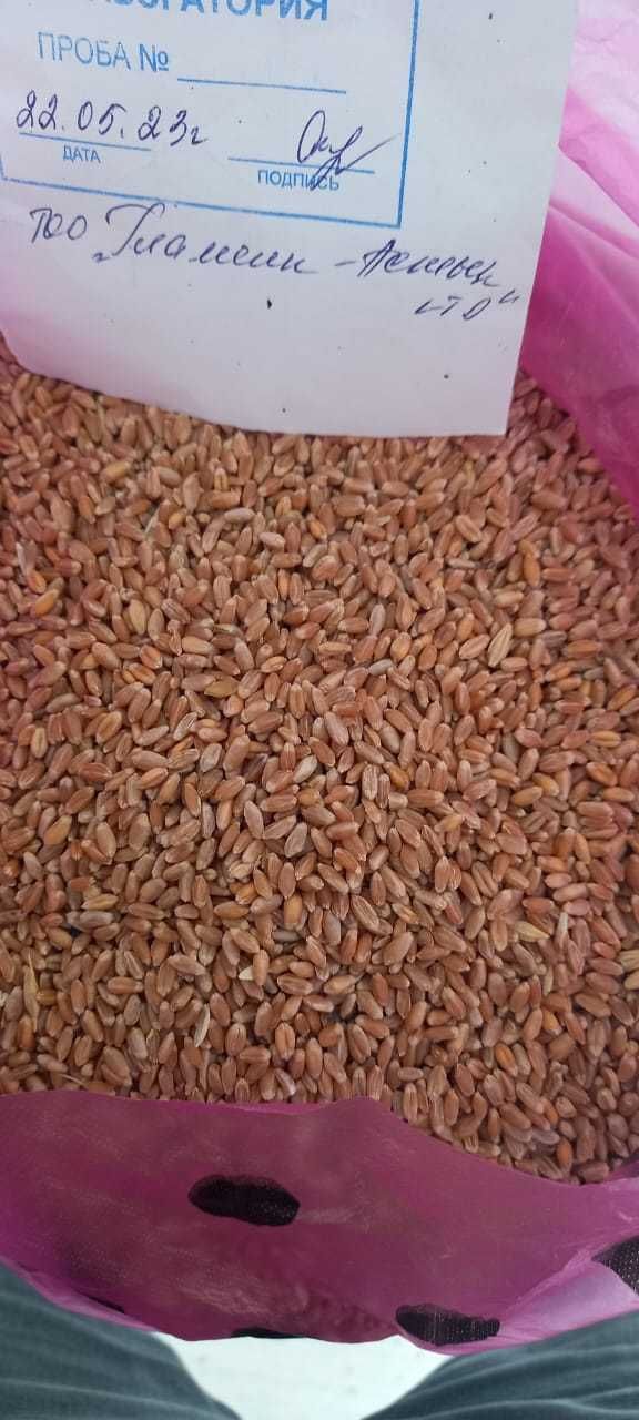 Пшеница бугдой 3-класс Казахстан. Цена 328 долларов.