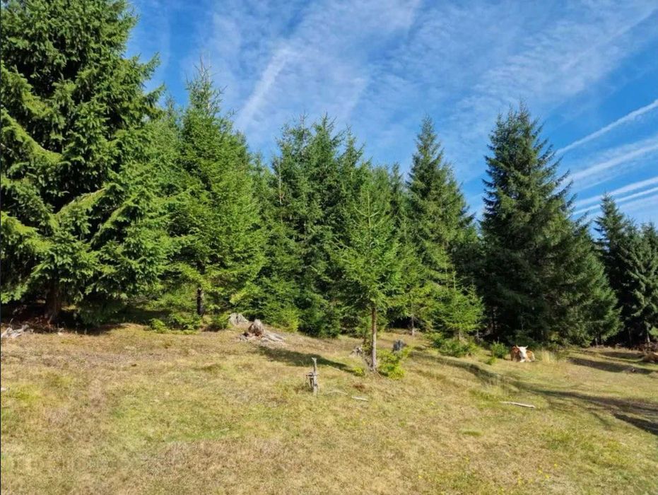 Teren Marisel 2008mp, Cluj