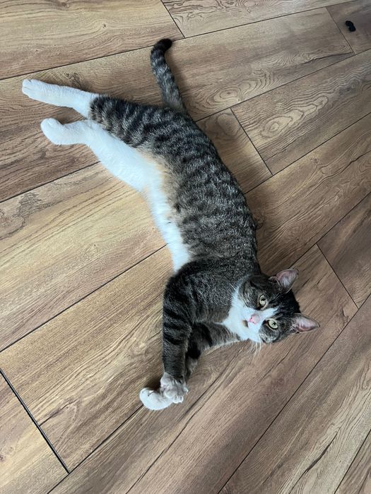 Кот (умный, спокойный и ласковый)