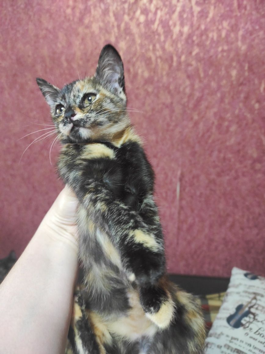 Котенок трёх цветные,девочка 3 месяца