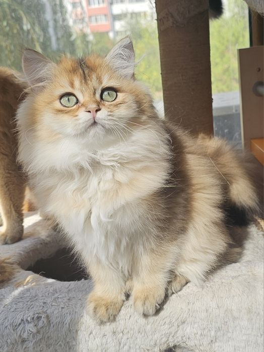 Дългокосмести котенца