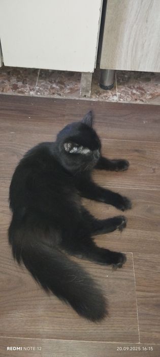 продам Йоркская шоколадная кошку