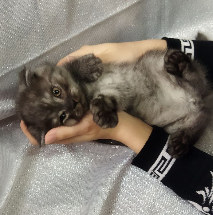 Породистый котенок.