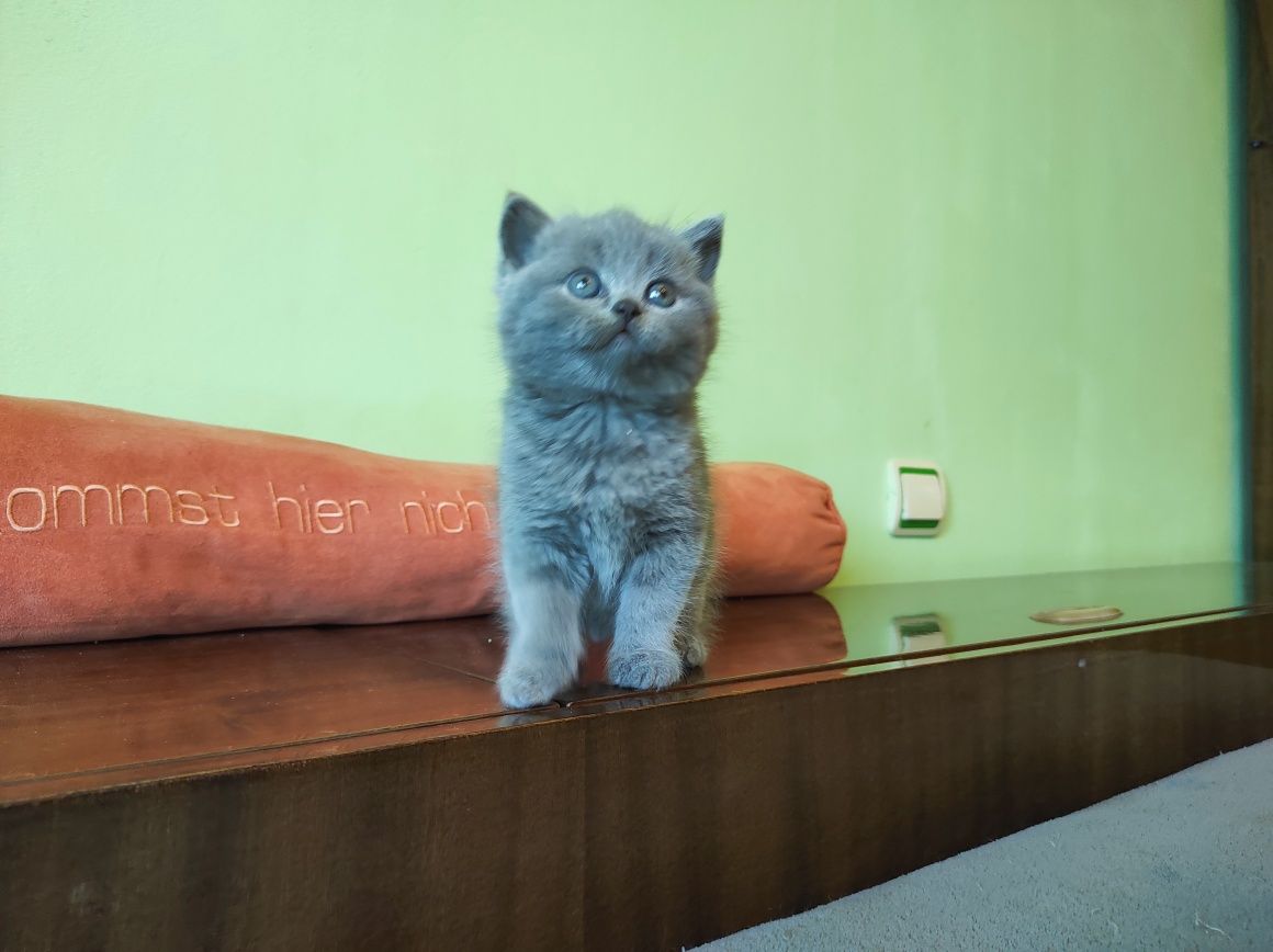 РАЗКОШНИ британчета