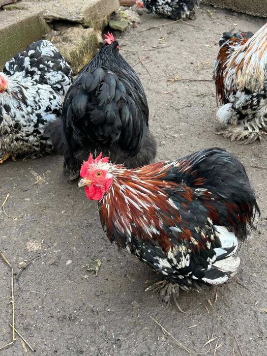 Cocosi de vanzare (matase japoneza cochinchina pitic si  brahma )