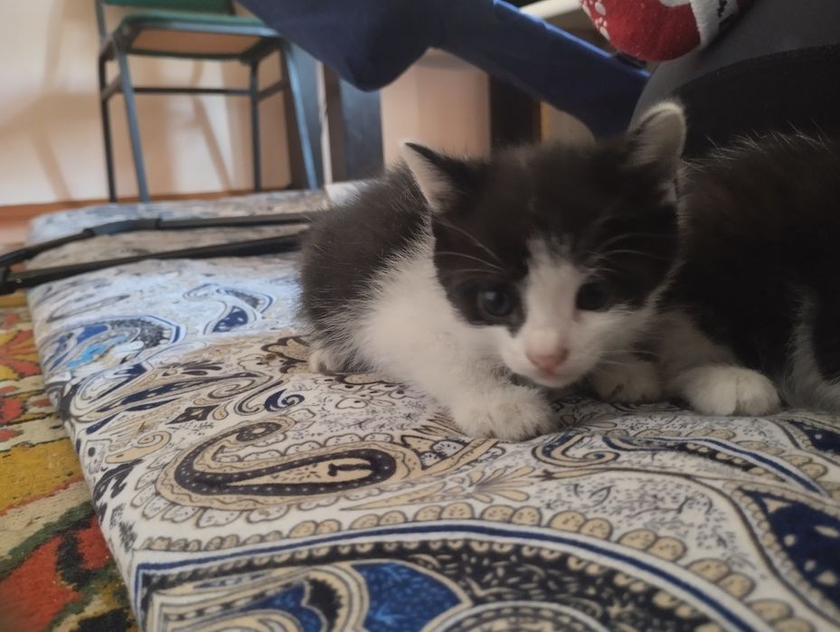 Продаю котят. Послушные.