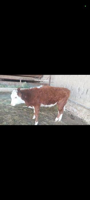 Ақбас еркек бұзау сатылады